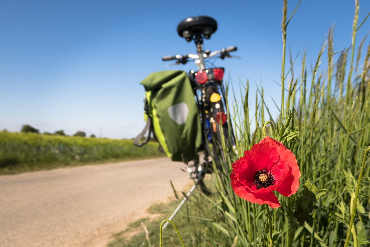 Una bicicletta e una gattina: “In viaggio con Nala” per cambiare la vita